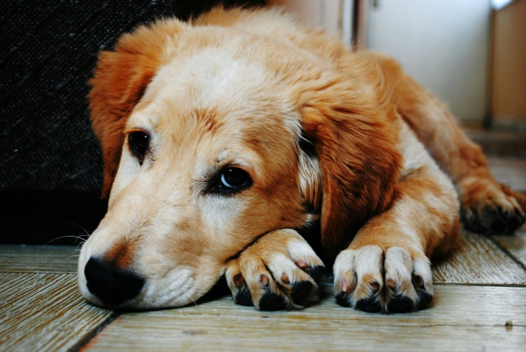 ぐったりした犬